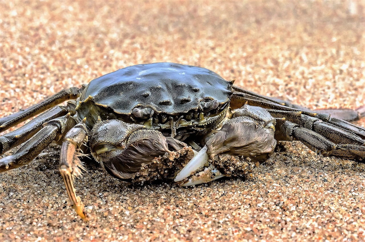 crab sea ocean free photo