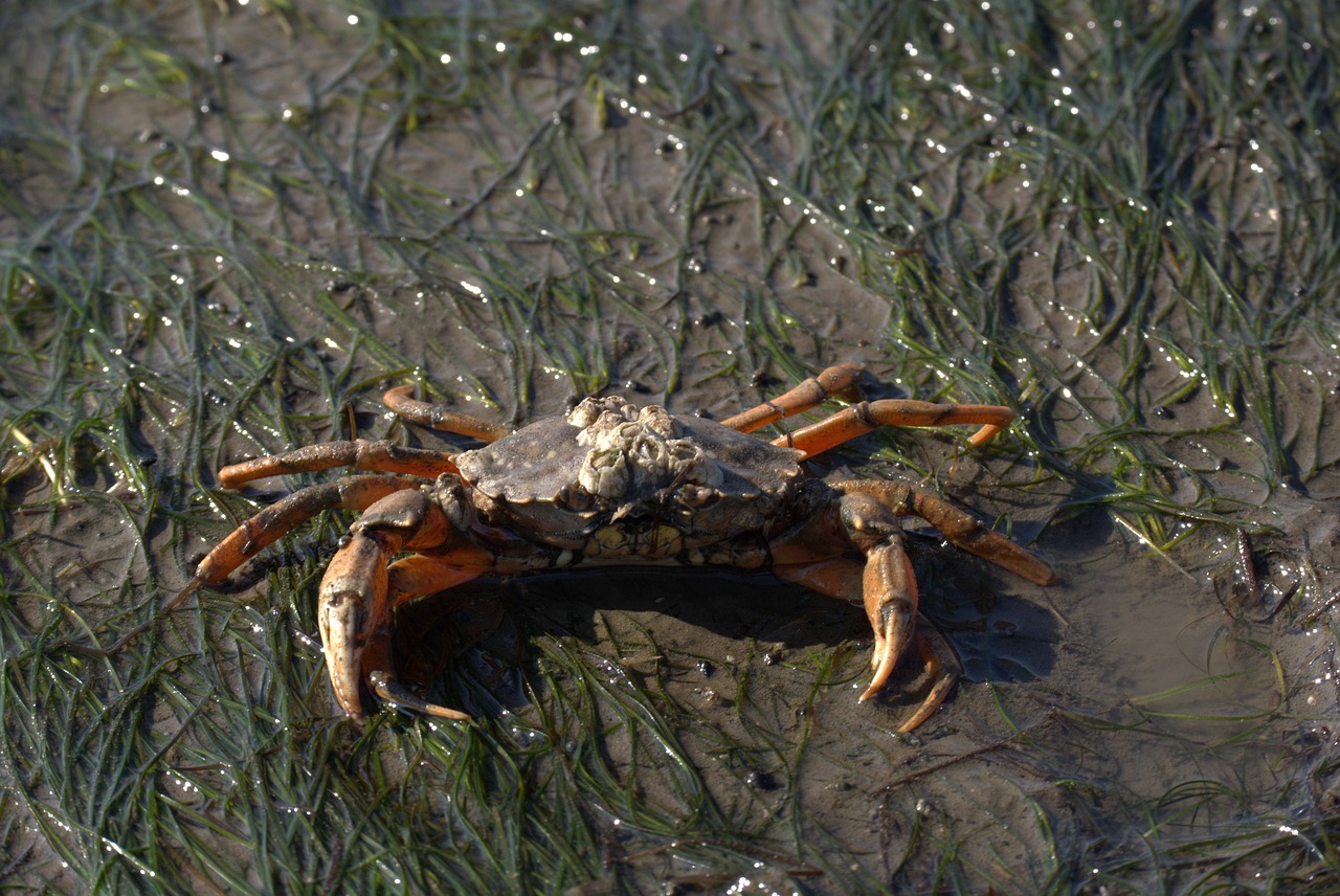 crab short tail cancer zehnfußkrebs free photo