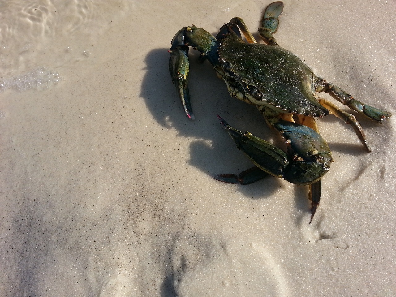 crab blue innerarity free photo