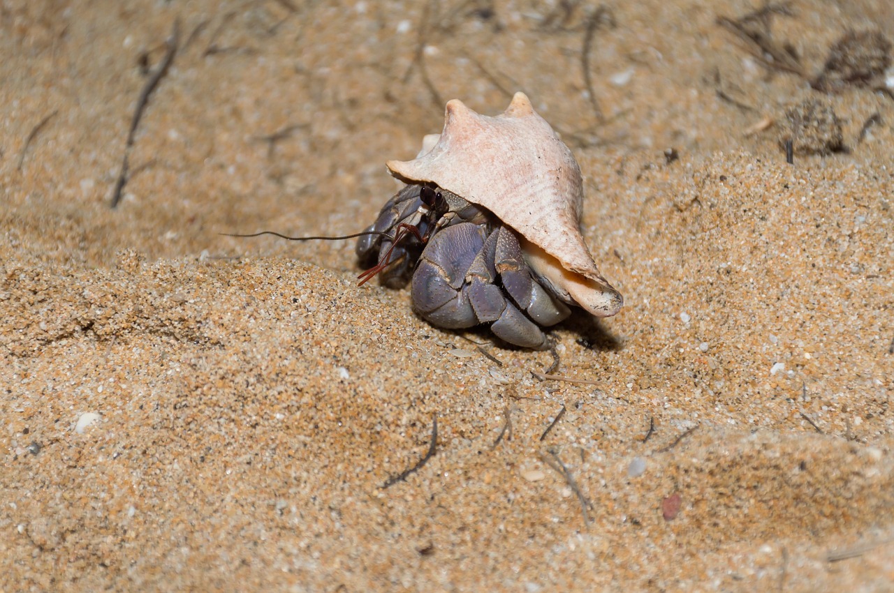 crab hermit crab land animals free photo