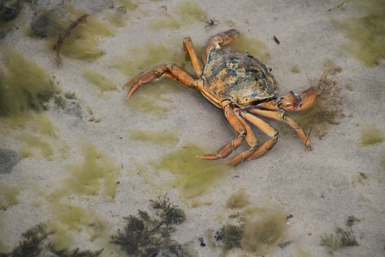 crab baltic sea sand crab free photo