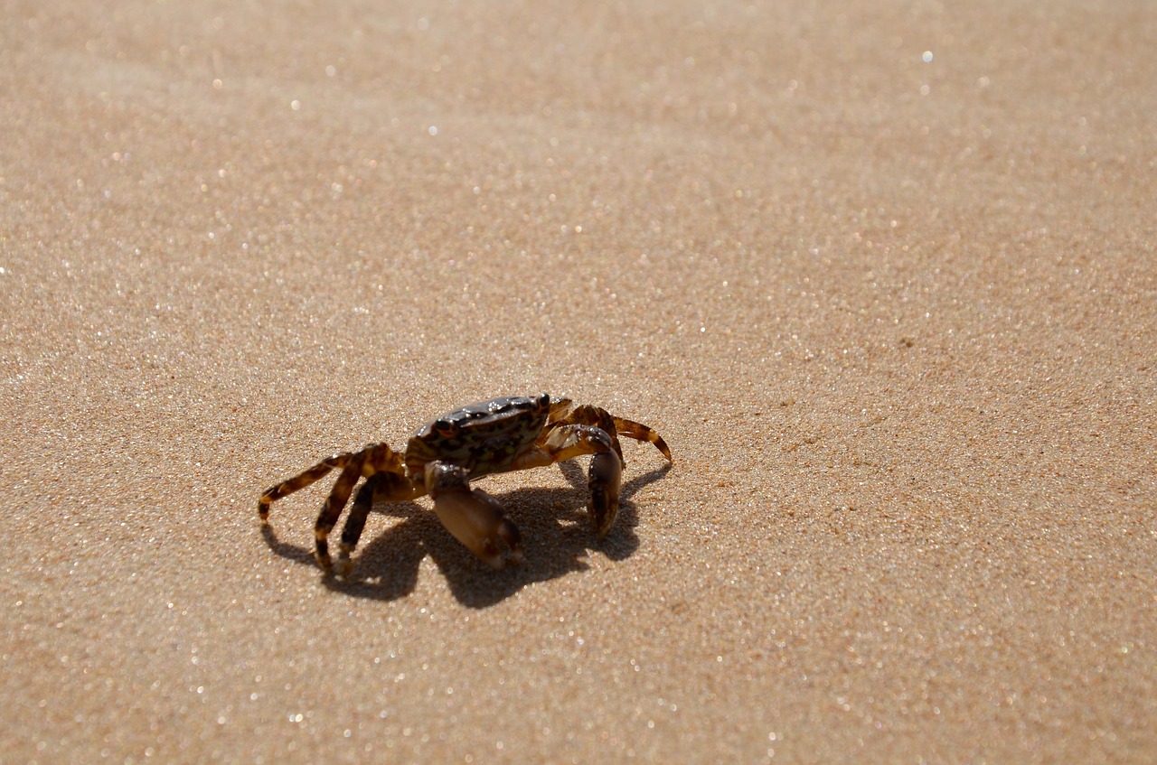crab beach sea free photo