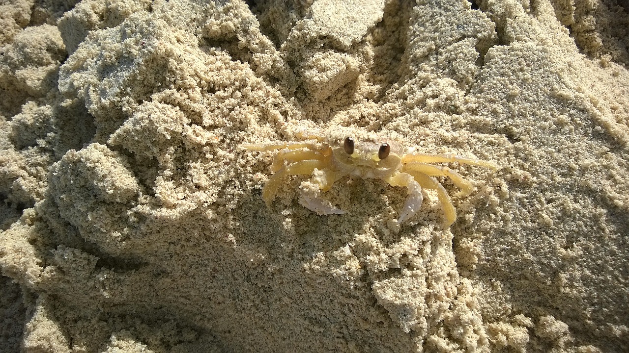 crab shellfish curious free photo