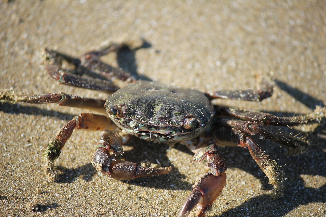 crab sand beach free photo