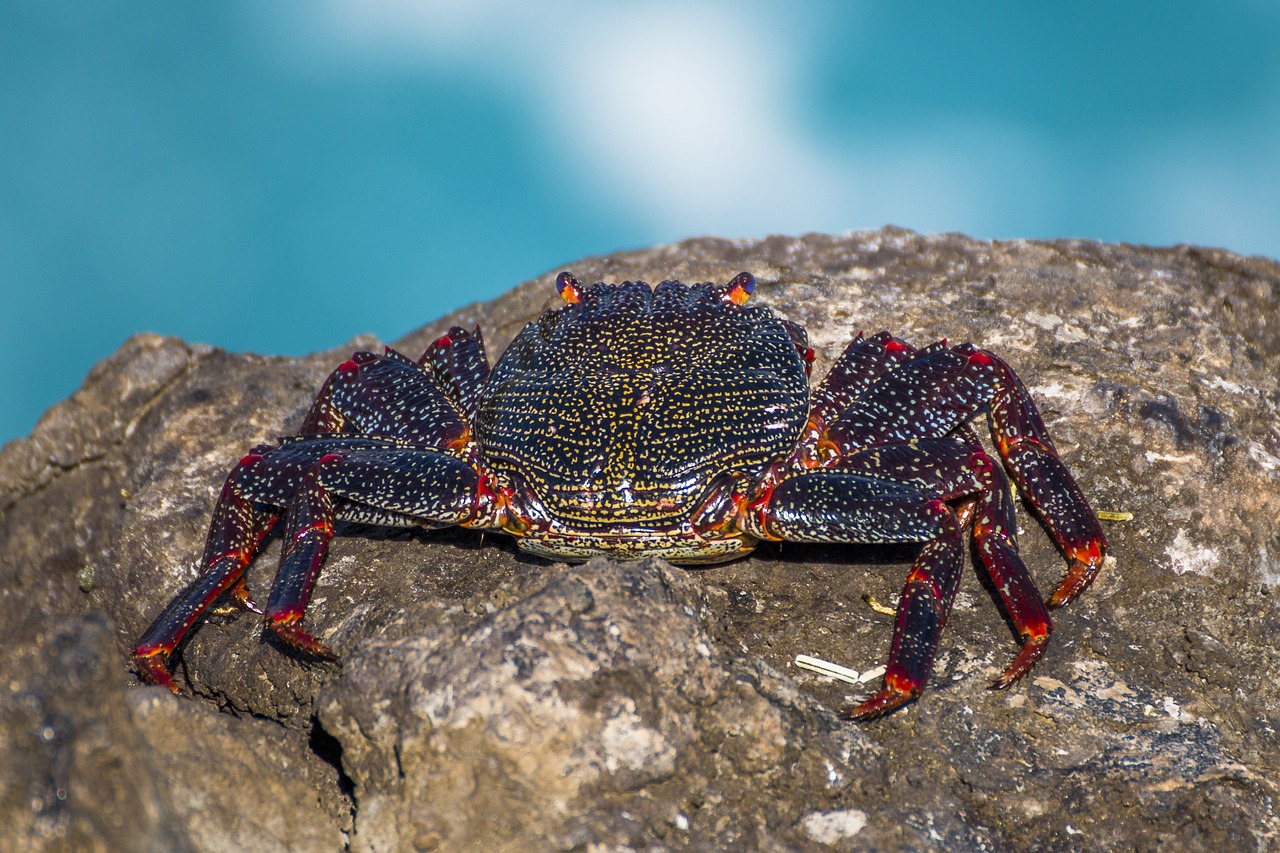 crab sea meeresbewohner free photo