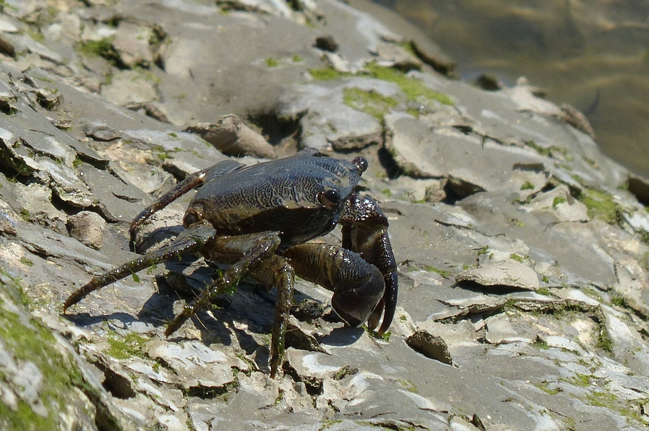 crab salt water river free photo