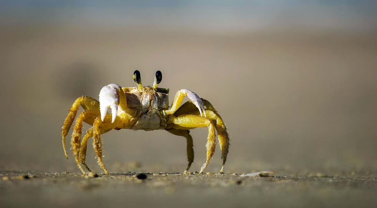 crab beach sand free photo