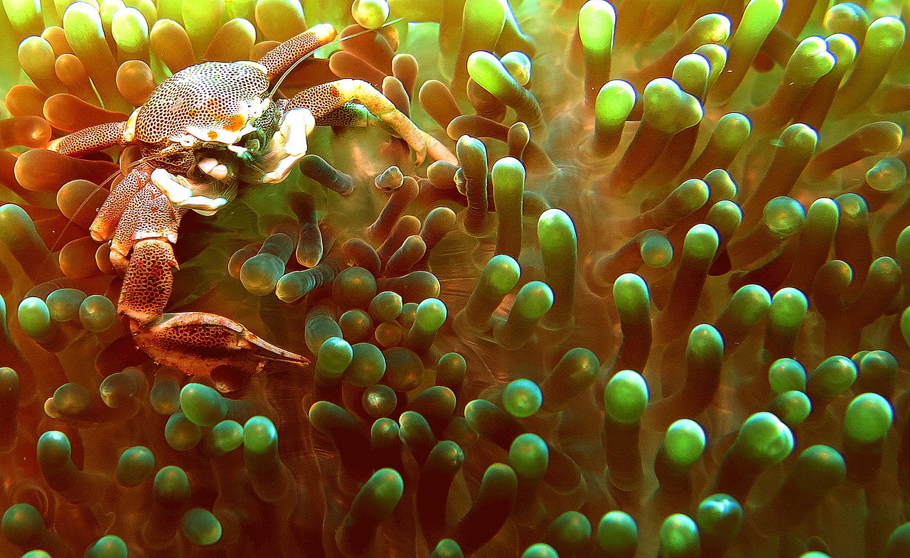 crab anemone underwater free photo