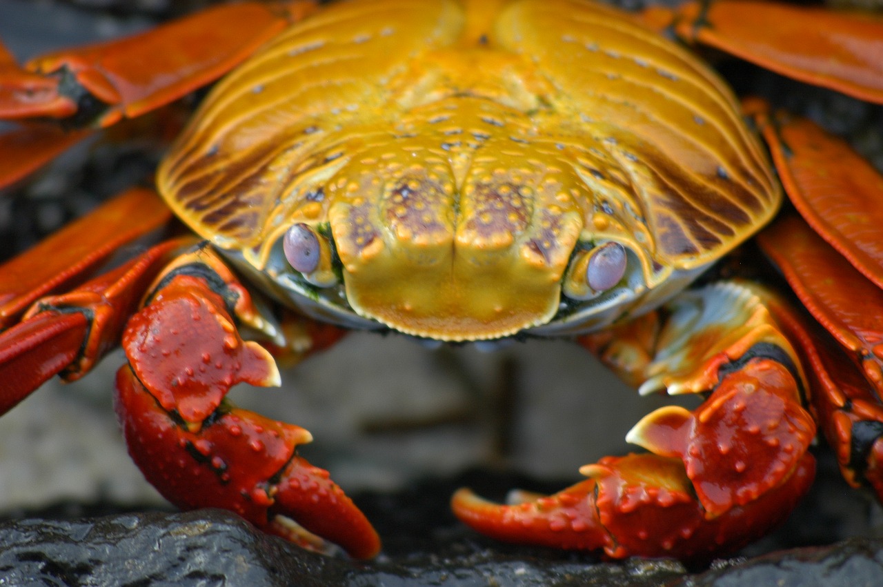 crab galapagos krabbe free photo