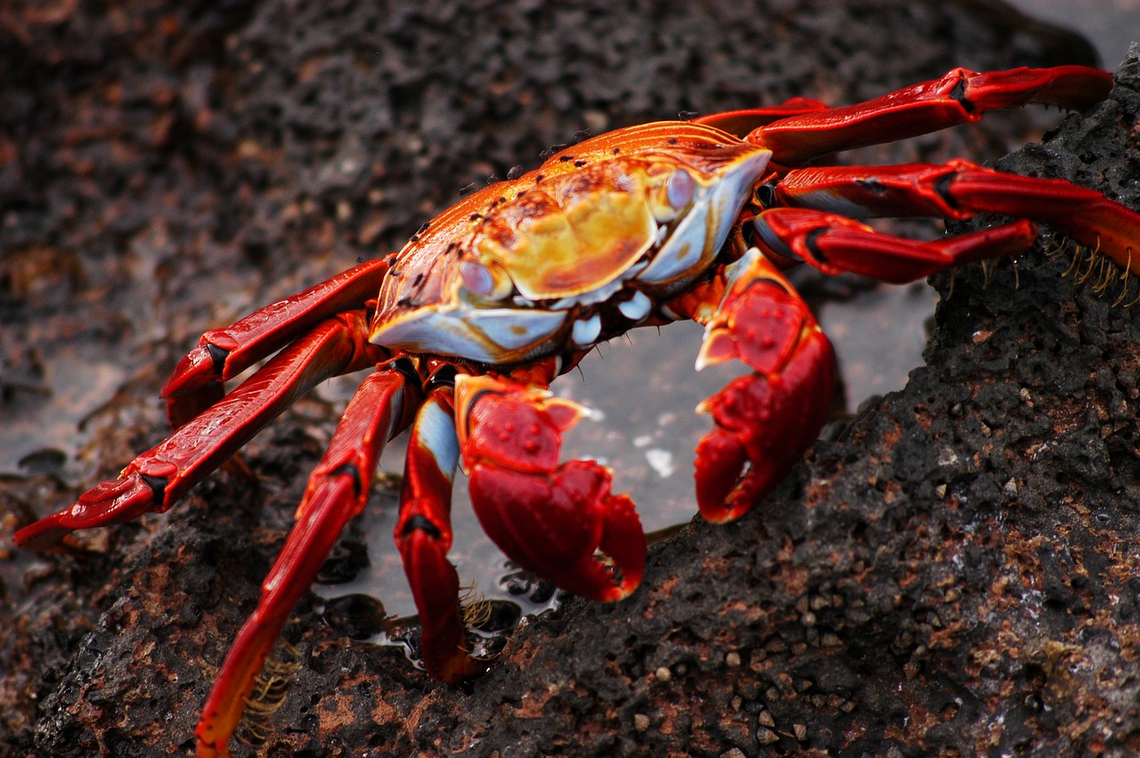 crab galapagos ecuador free photo