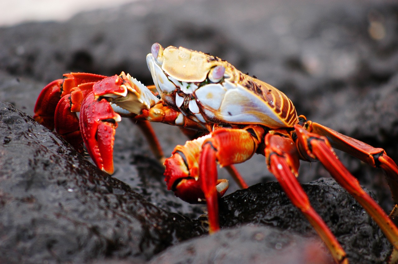 crab galapagos nature free photo