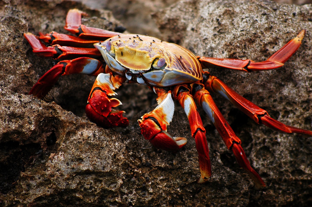 crab galapagos ecuador free photo