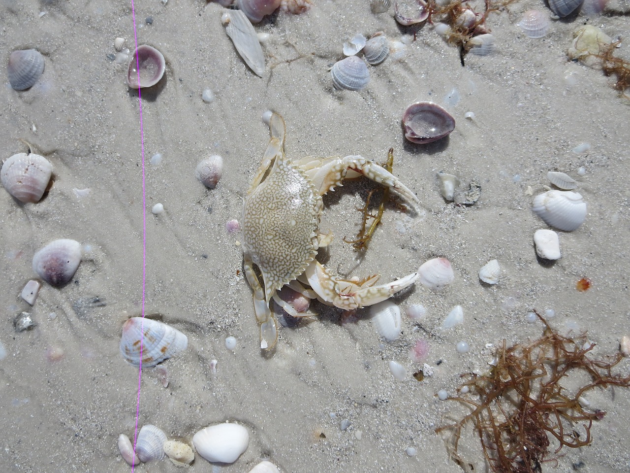 crab ocean sand free photo