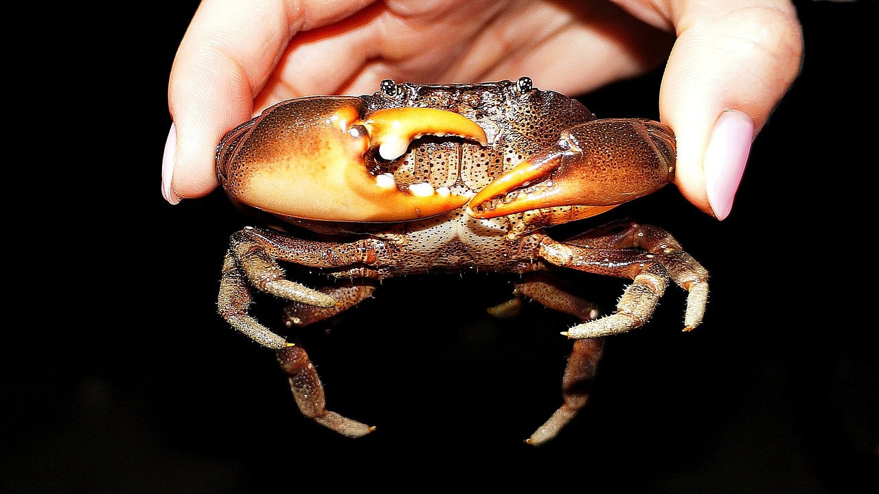 crab pincers sea ​​creatures free photo