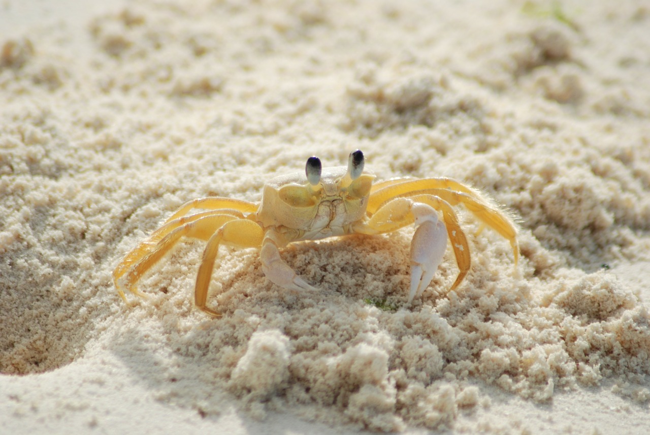crab yellow ocypode quadrata free photo