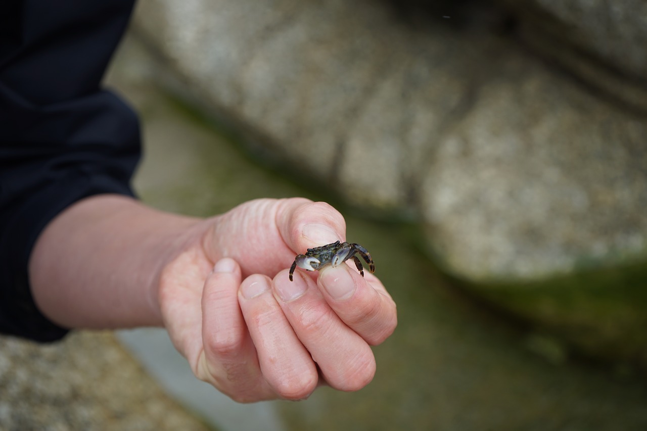 crab sea hand free photo