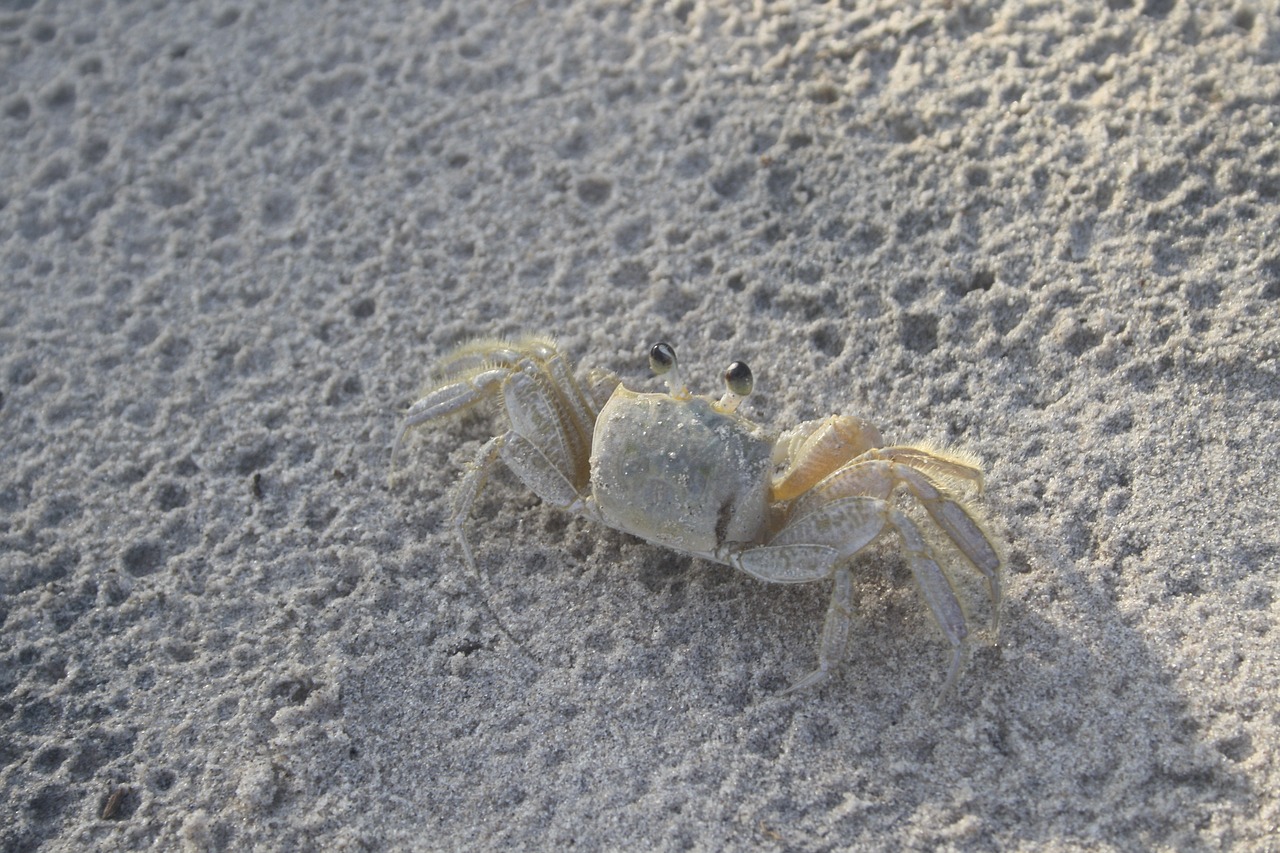 crab sand albino free photo