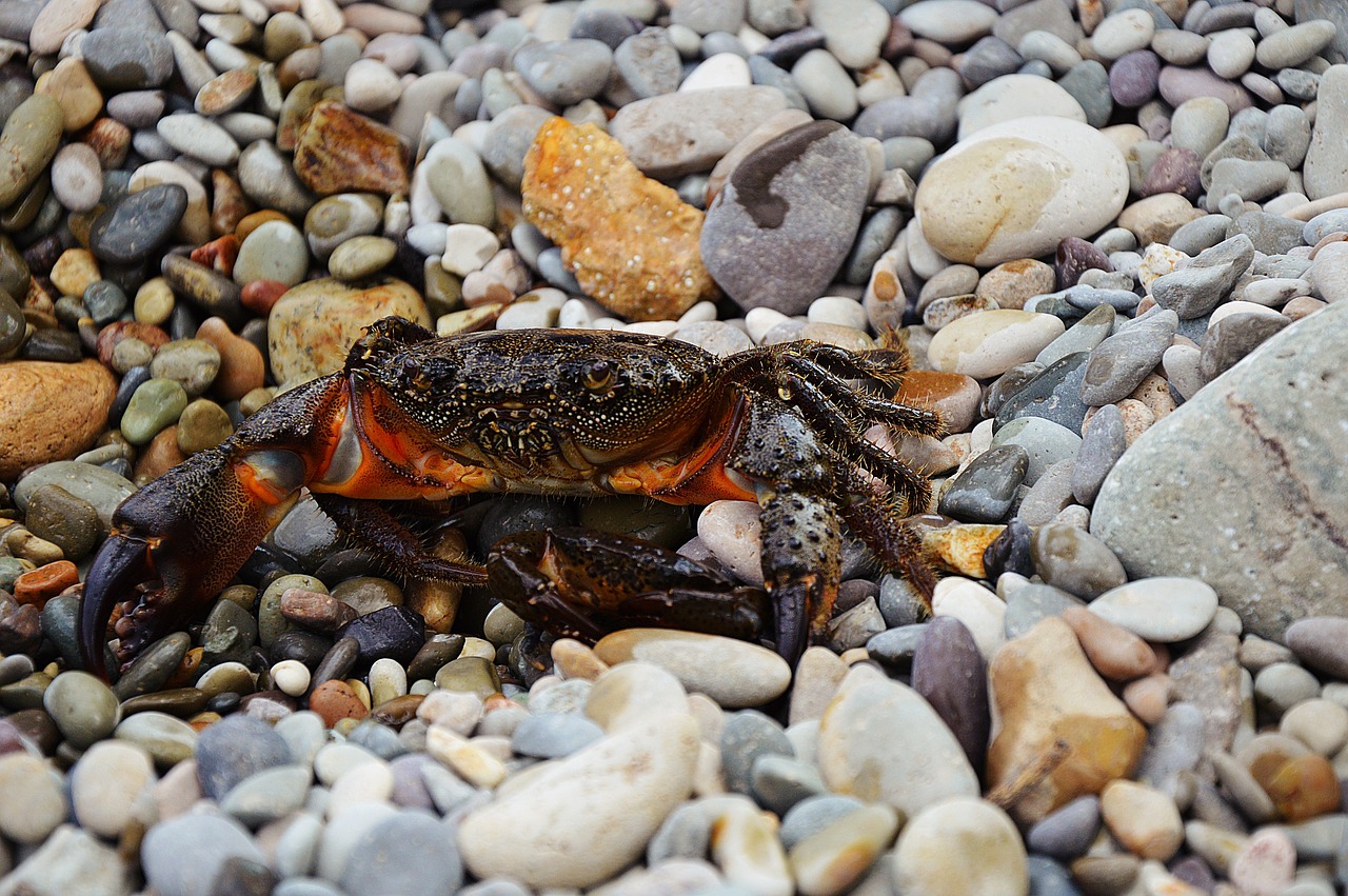 crab sea beach free photo