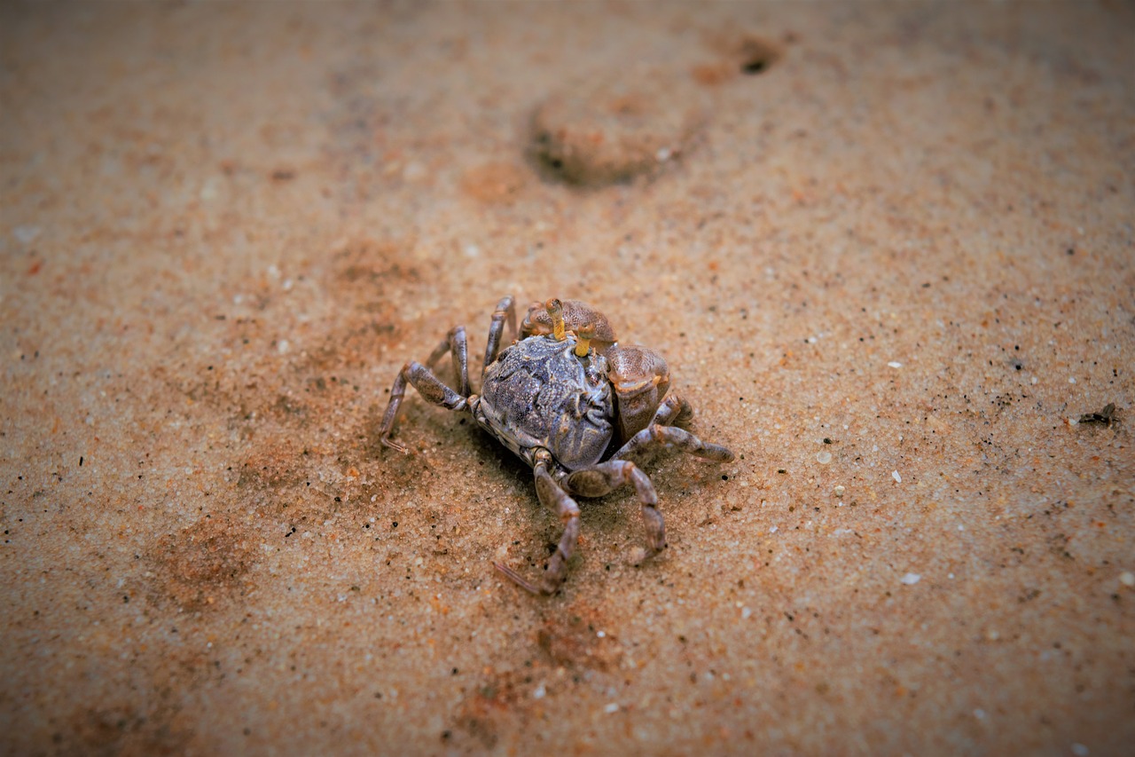 crab sand photography free photo