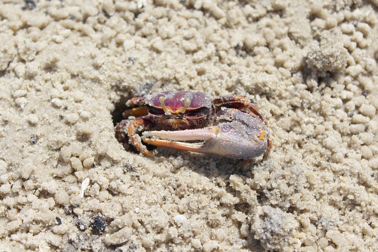 crab hole animal free photo