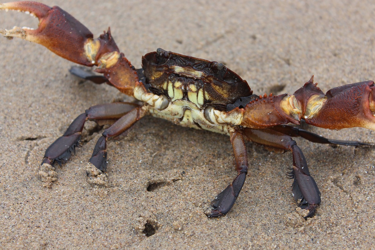 crab beach sand free photo