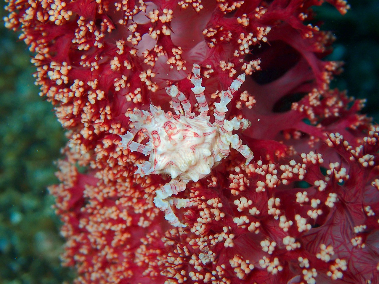crab crustacean reef free photo