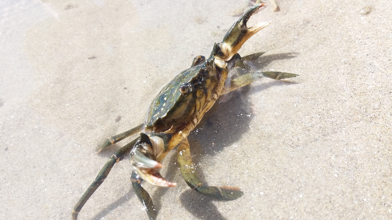 crab mediterranean beach free photo