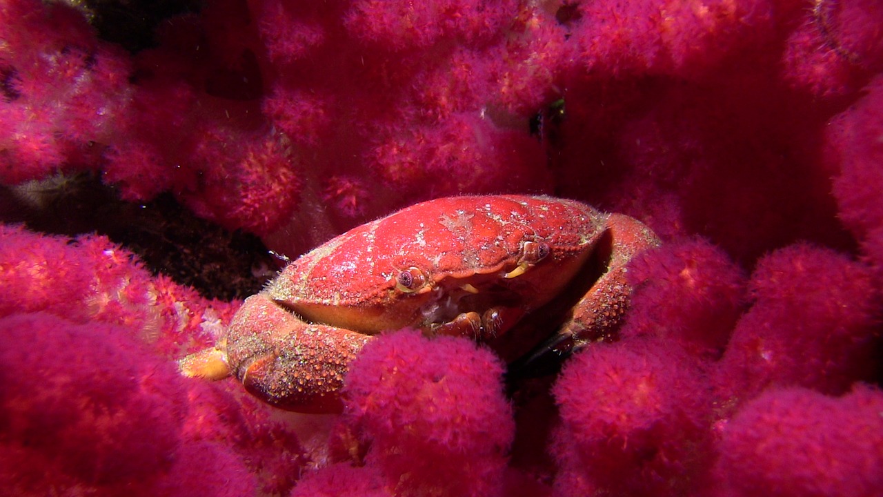 crab soft coral lembeh free photo