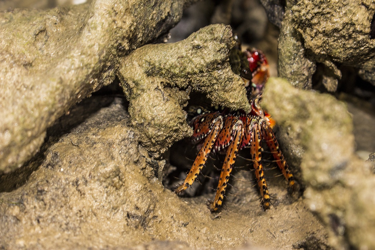 crab mangue brachyura free photo