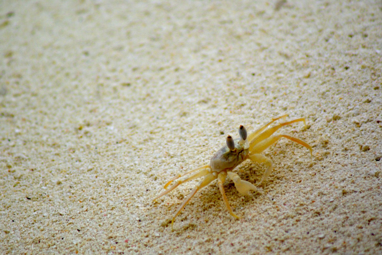 crab sand beach free photo