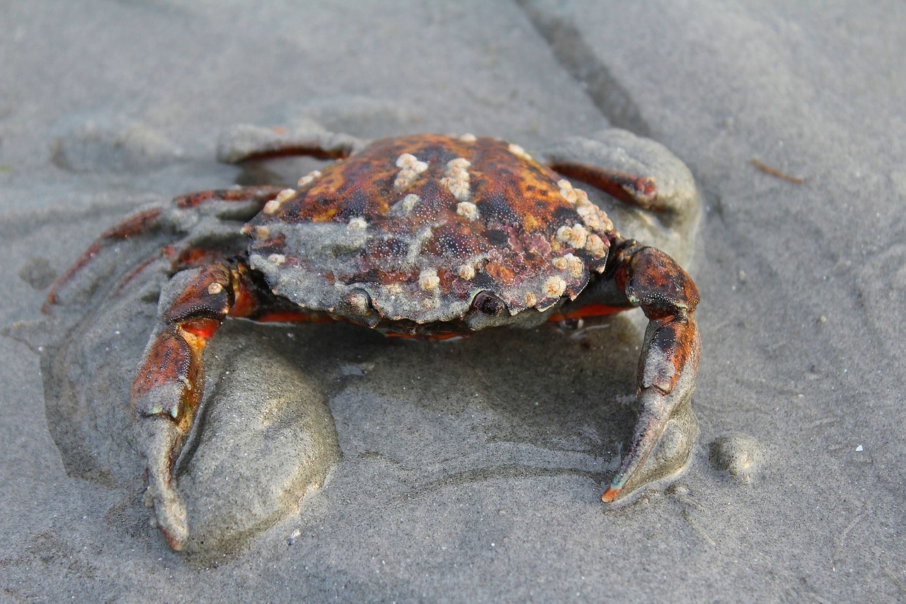 crab ocean sea free photo