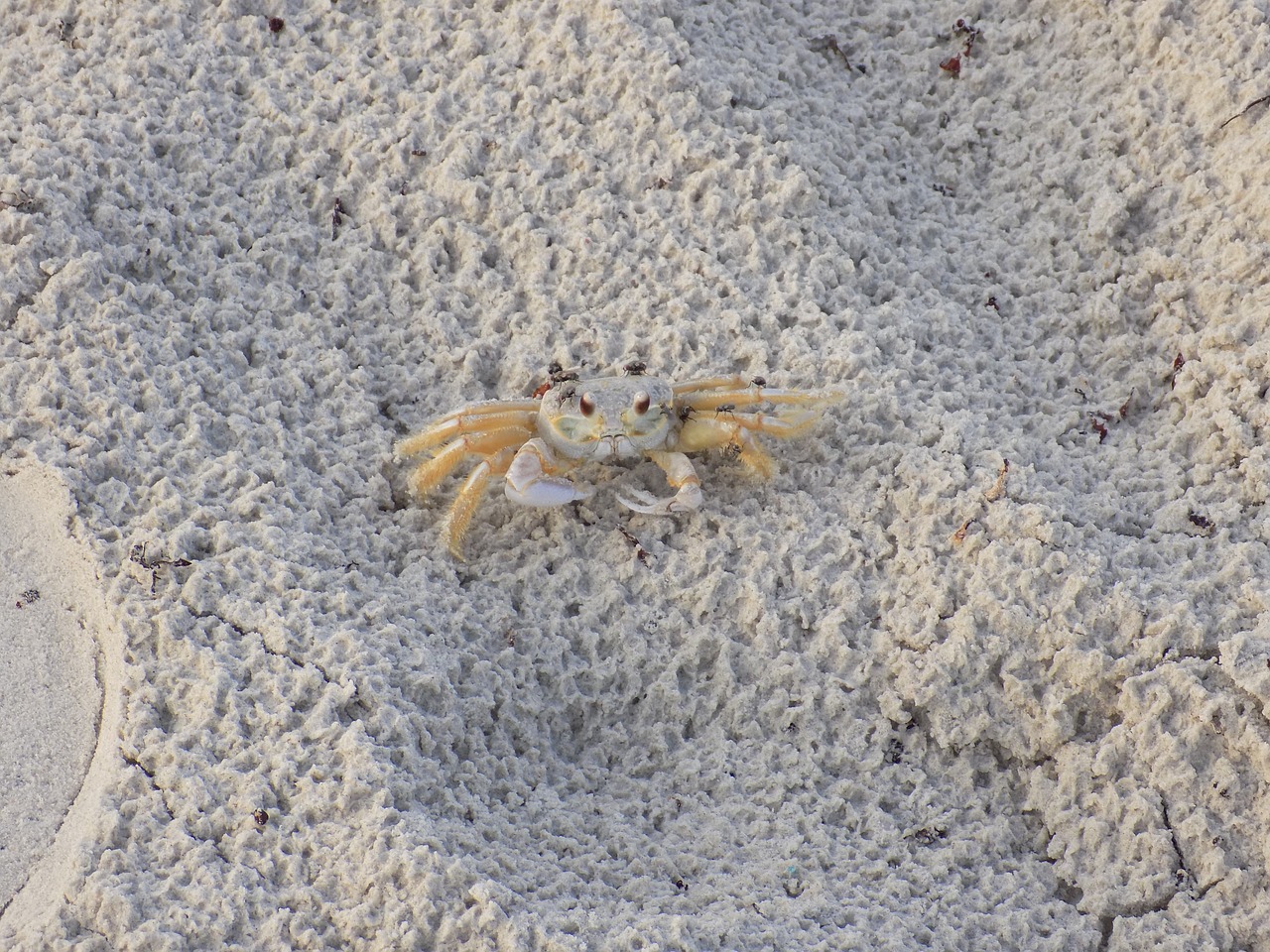 crab coast beach free photo