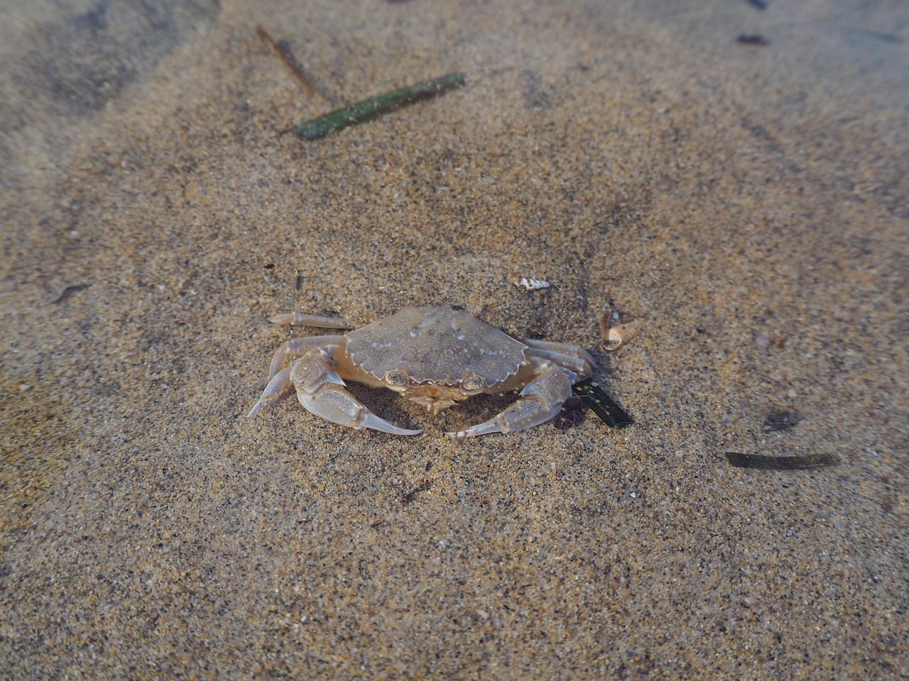 crab sea water free photo