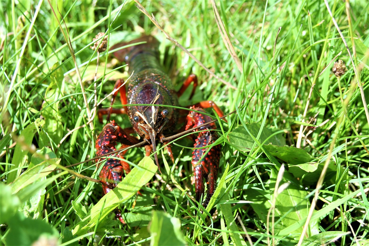 crab crayfish lobster free photo