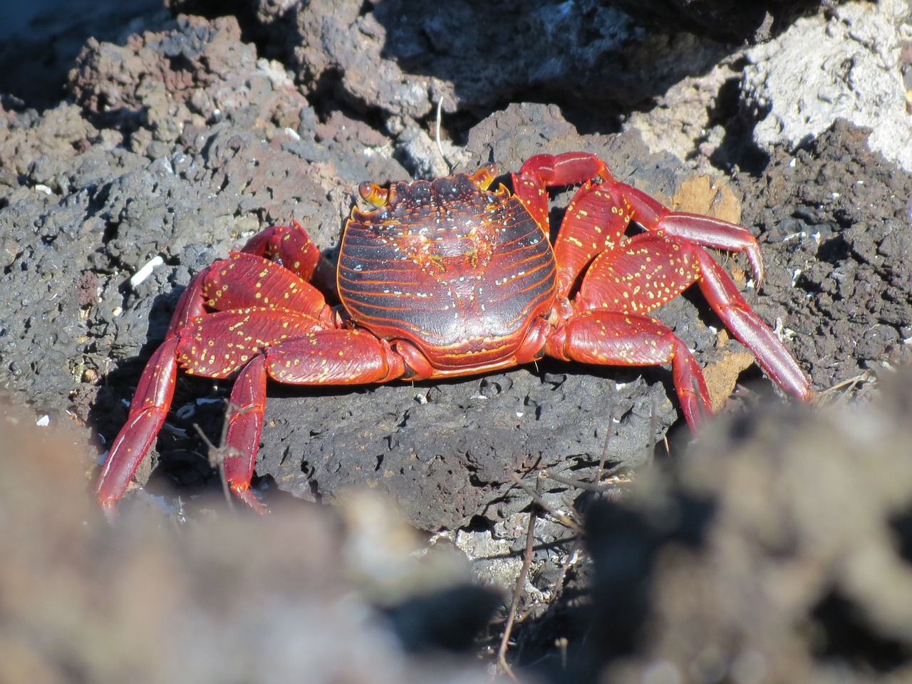 crab sally lightfoot crab red free photo