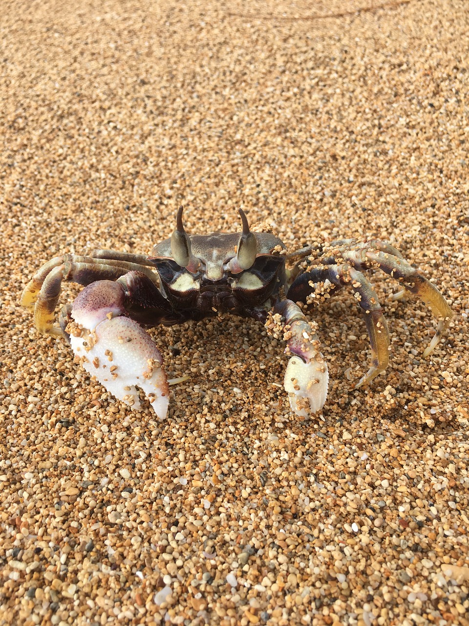 crab animal beach free photo