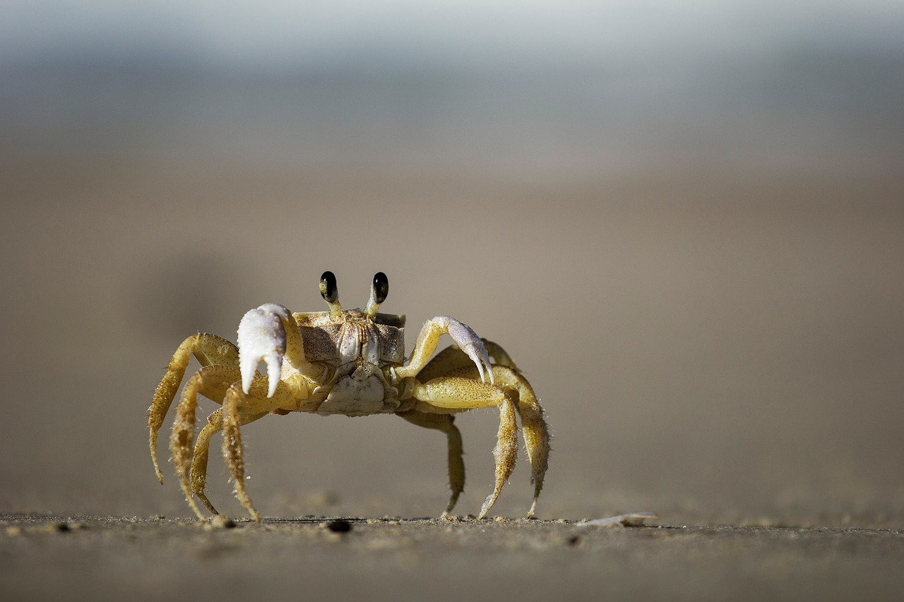 crab shellfish beach free photo