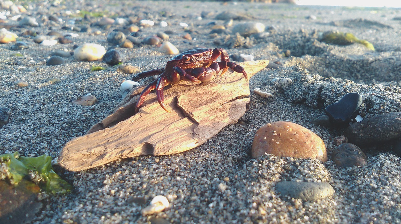 crab animal beach free photo