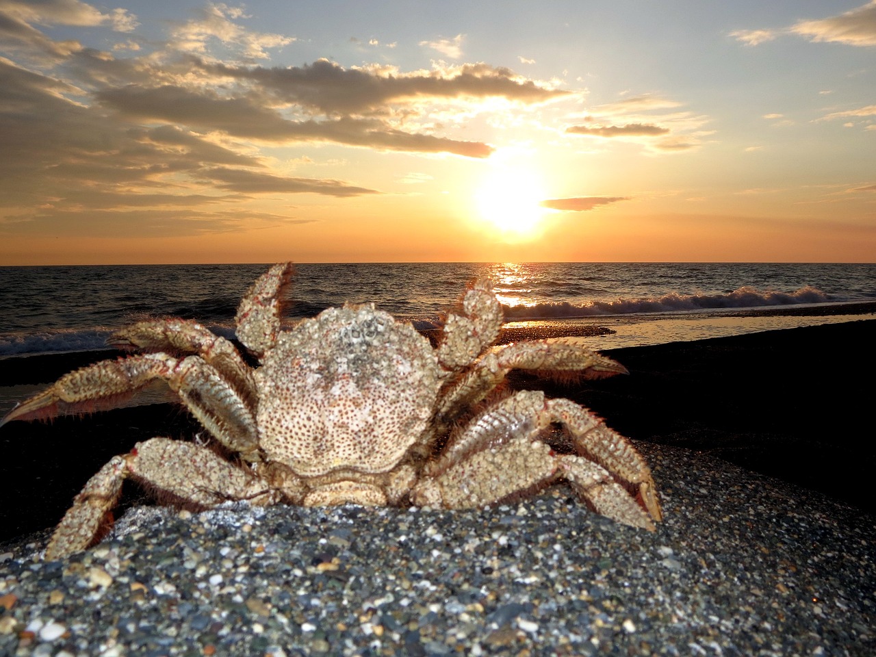 crab hairball kamchatka free photo