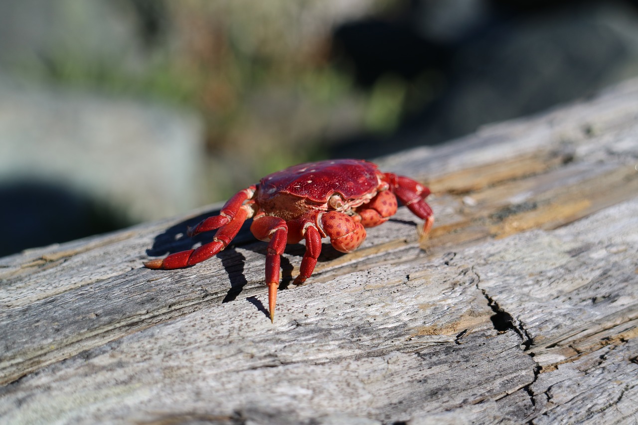 crab red sunshine free photo