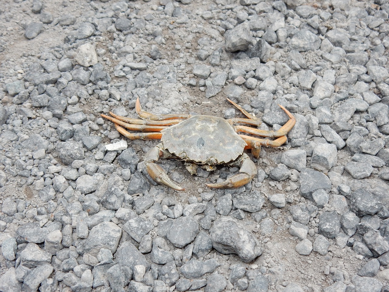 crab animal sea free photo