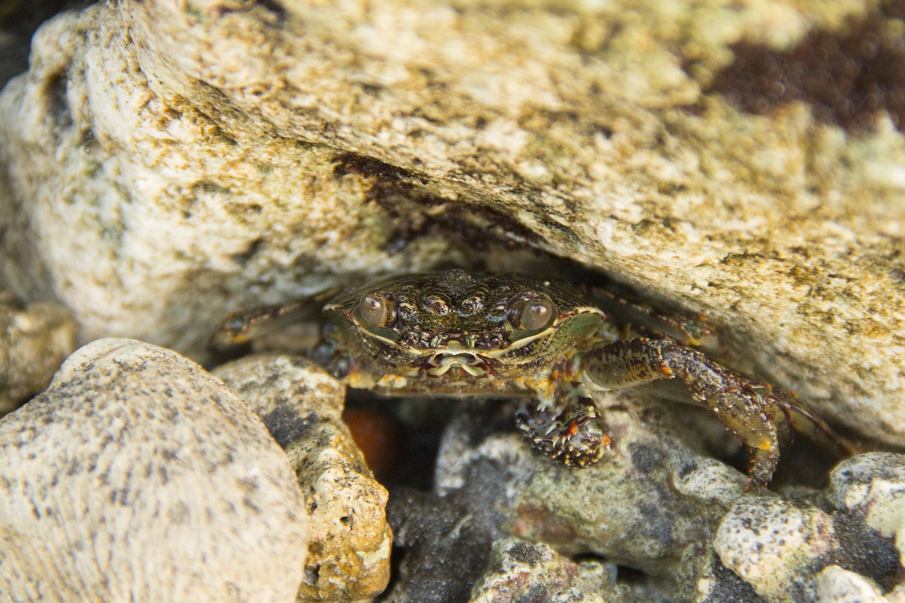 crab spogebob ocean free photo