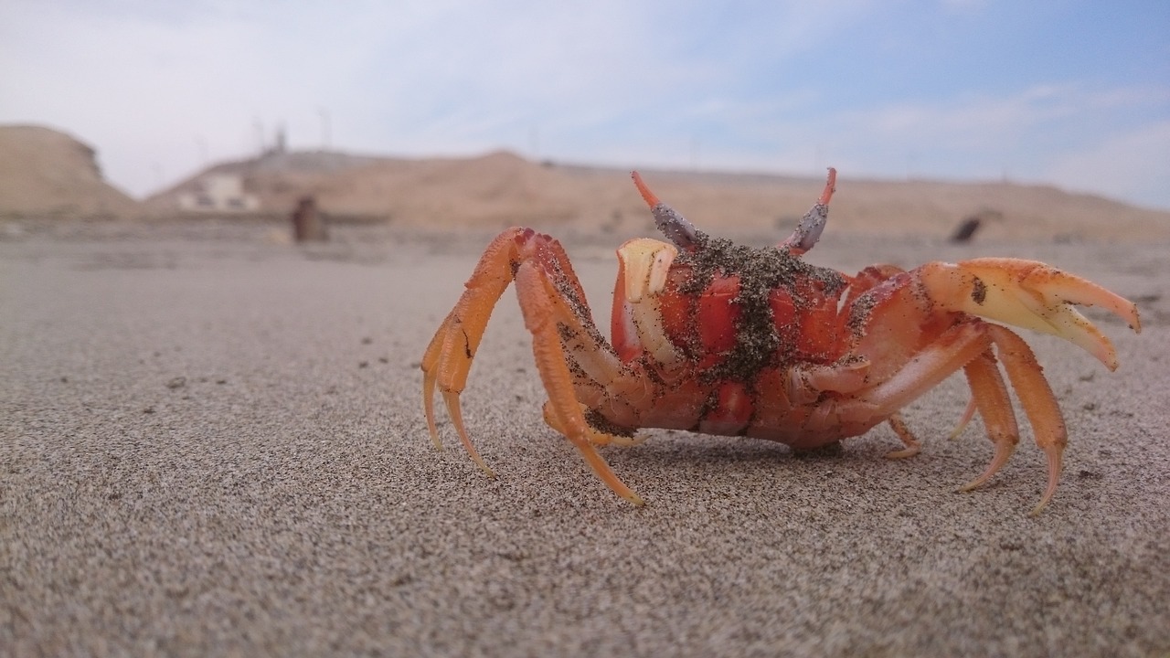 crab beach approach free photo