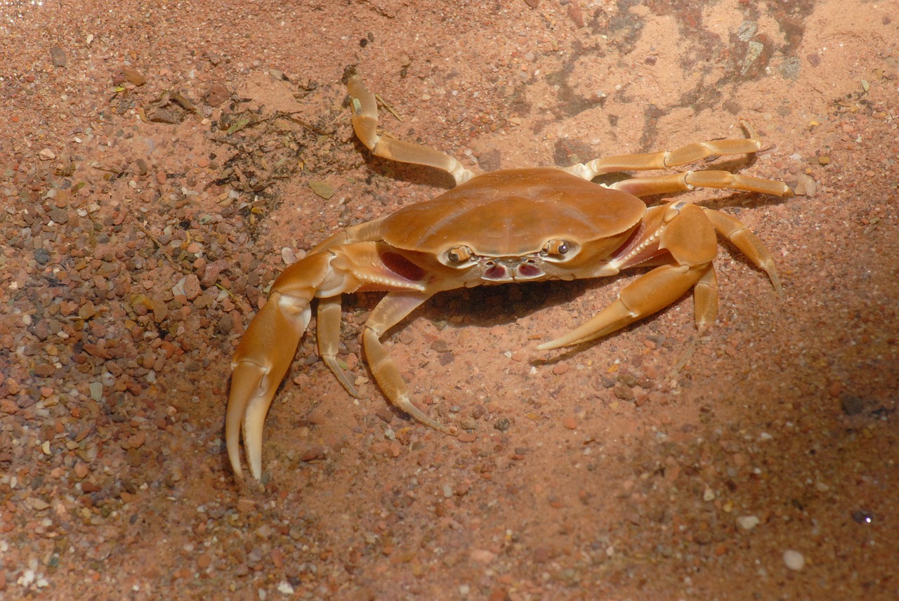 crab water river free photo