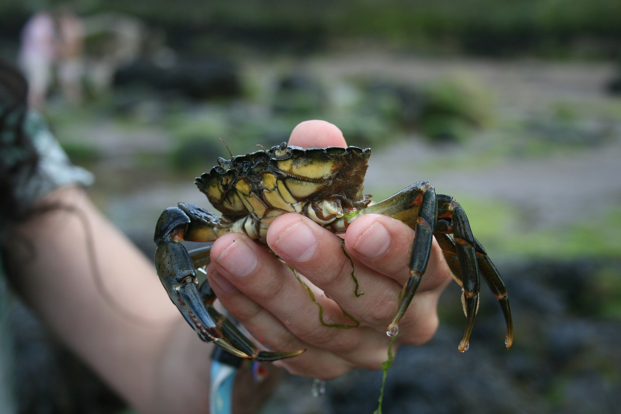 crab claw food free photo