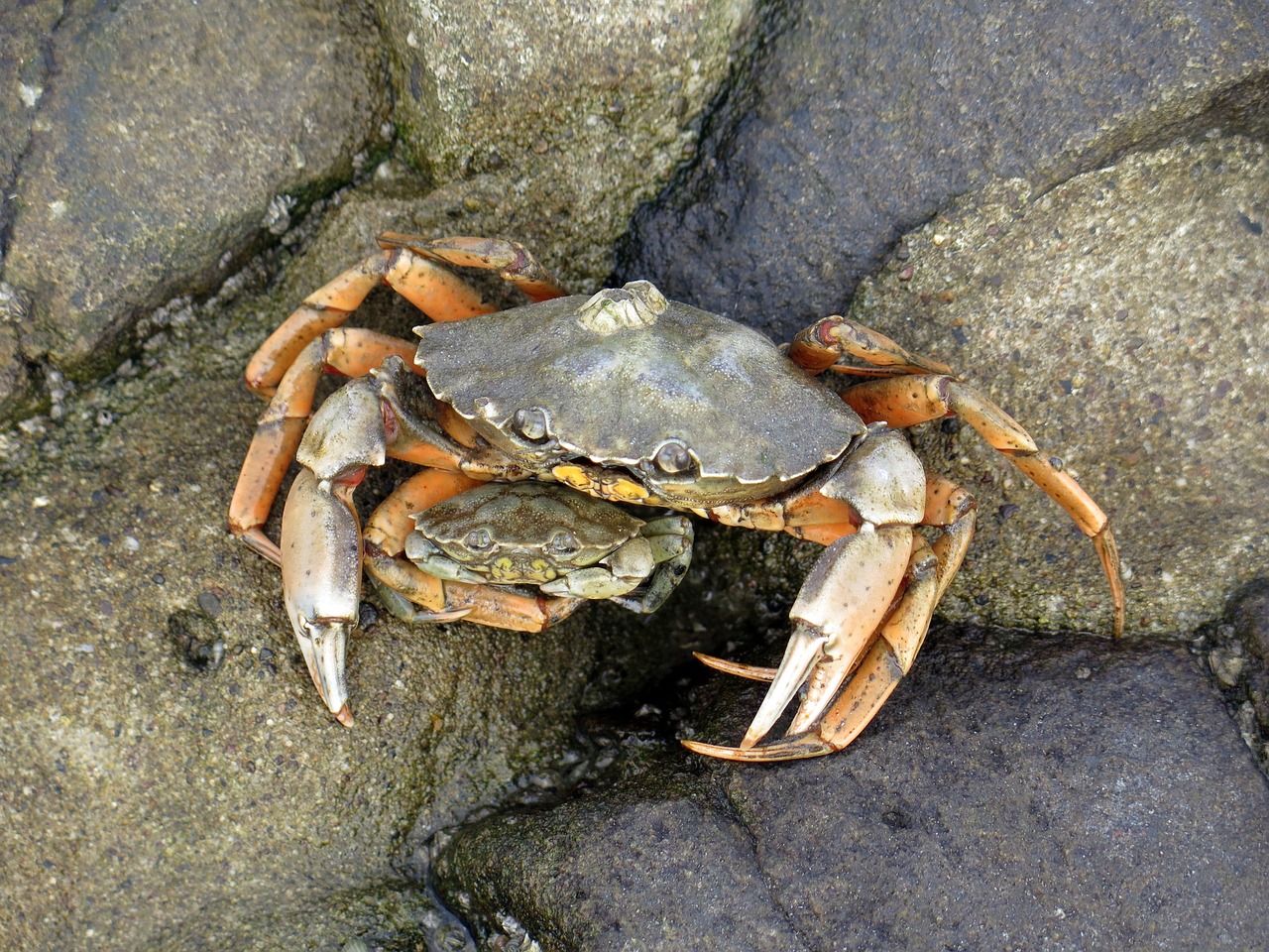 crab pairing north sea free photo