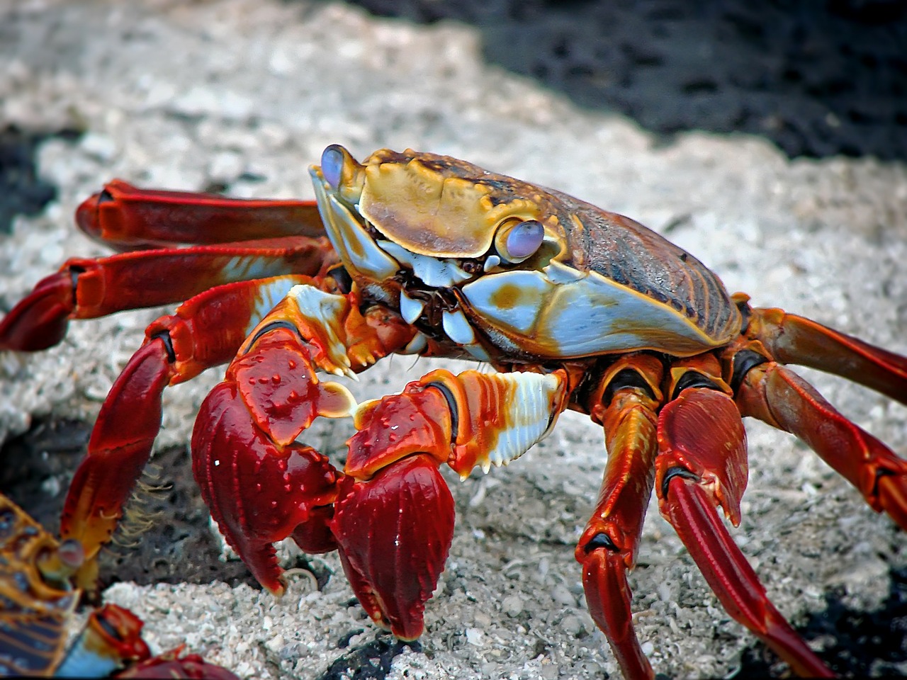crab animal aquatic free photo