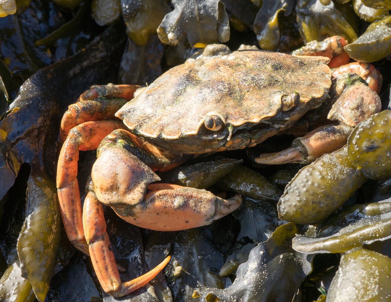 crab shellfish crustacean free photo