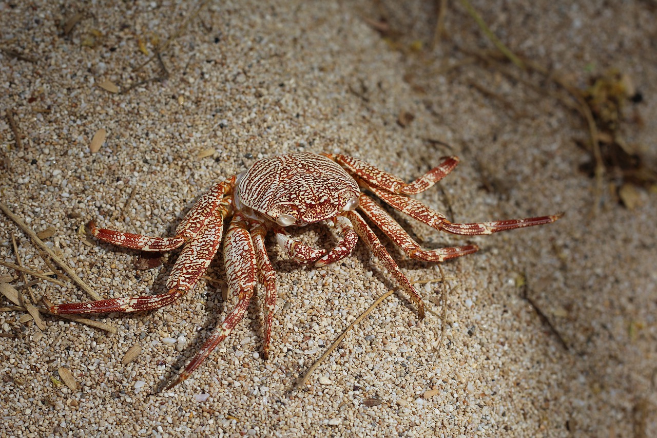 crab nature crustacean free photo