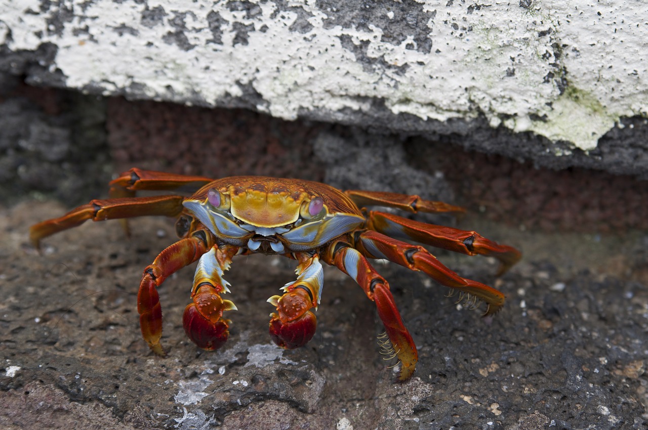crab crustacean evertebrat free photo